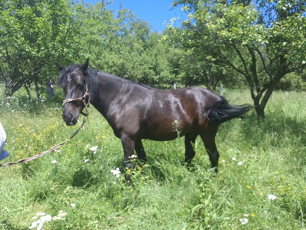 Cal  de vânzare 8 ani