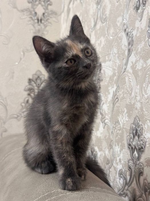 Отдам даром котенка