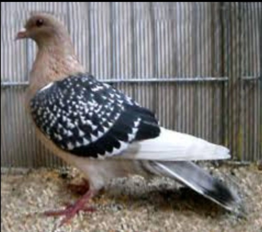 Продам голубей Нюренберский жаворонок