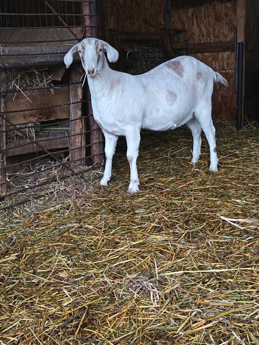 Capra gestanta la prima fatare