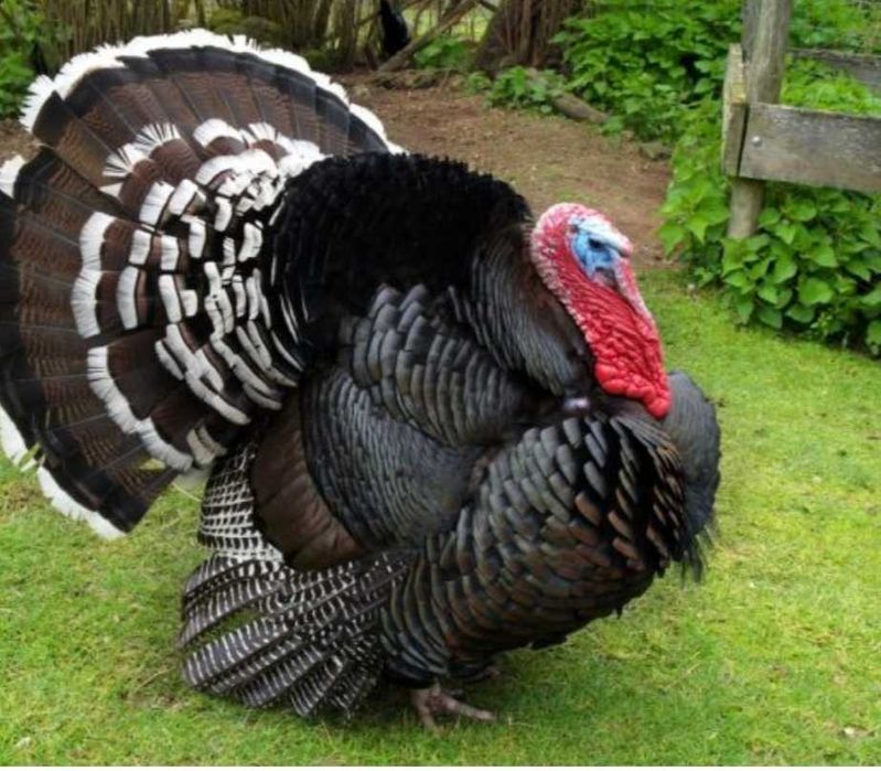 Пуйки свободно гледани домашни  не са бройлерни