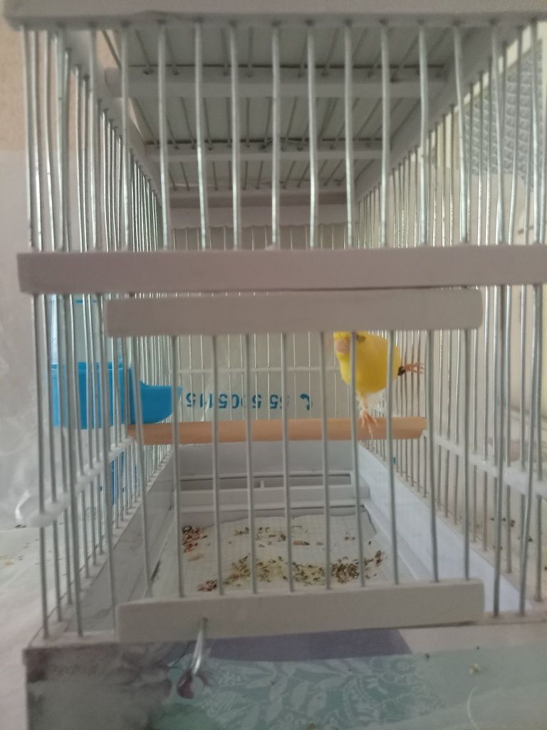 Qushlar sotiladi!  narxini kelishamiz
