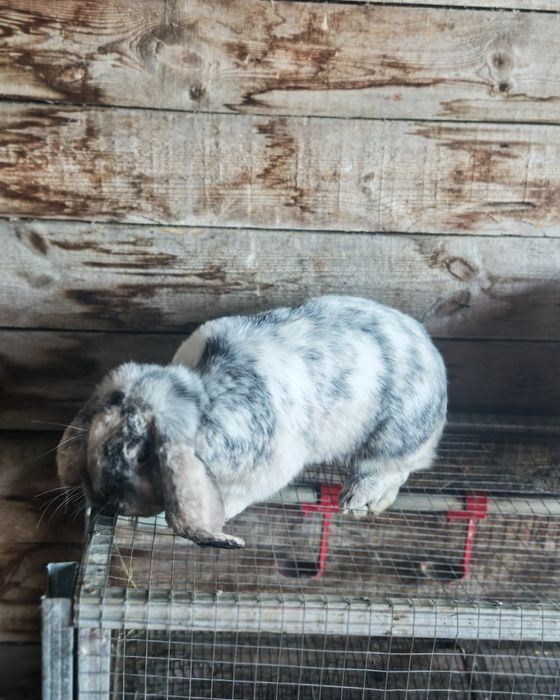 Френски качовати зайци