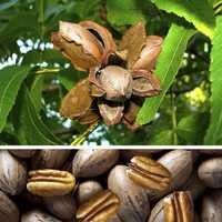 Pomi fructiferi  deosebiti  nuc pecan  soiurile texan si avalon