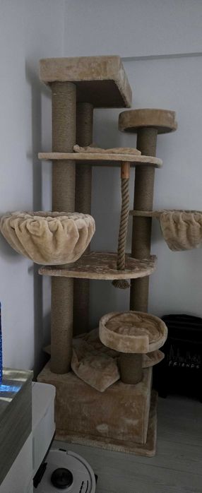 Ansamblu joaca pisici