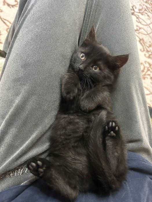 Отдам котенка в добрые руки