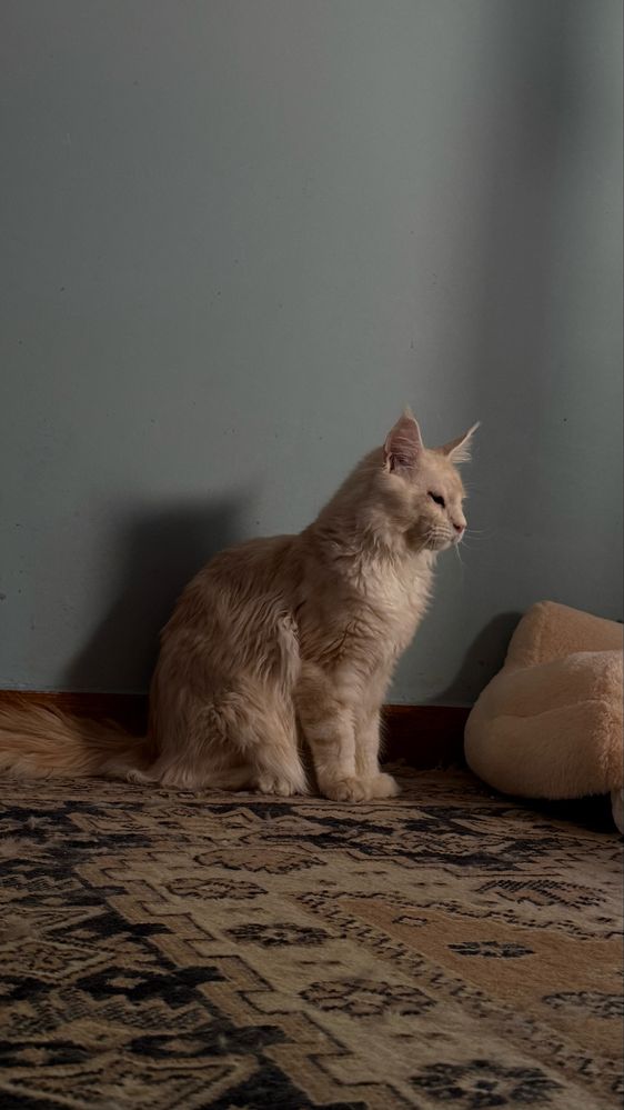 Maine Coon Gigant