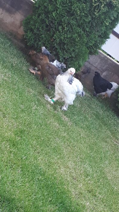 Vand pui brahma potarnichiu de la gainile din foto