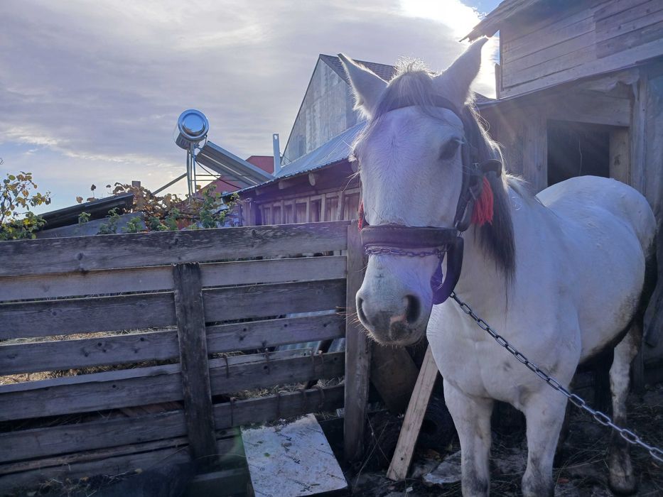 Vand cal alb castrat