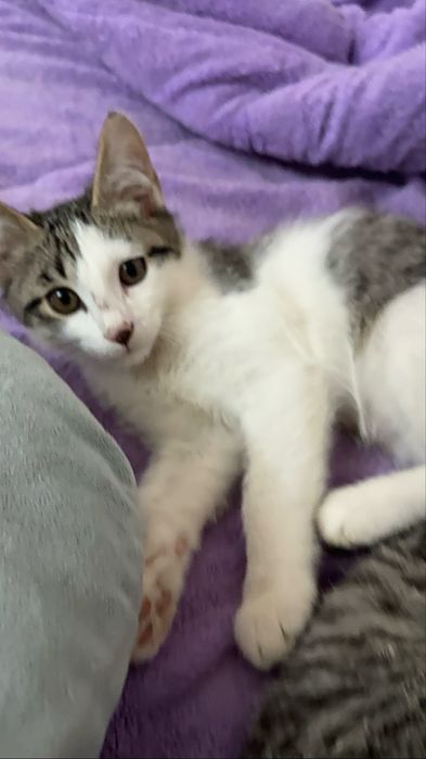 Игривые Котята Девочки и Мальчики