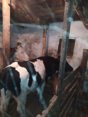 Продам 2 быка годовалые подсосные, находится в селе Набережное