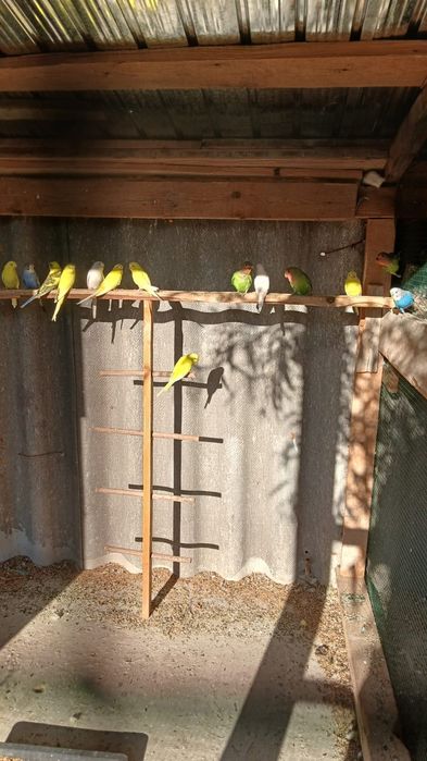 vând perusi diferite culori