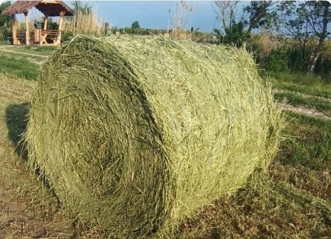 Baloti lucerna rotunzi