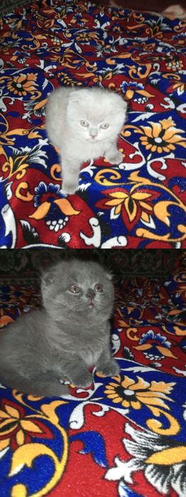 Продаются котята породы скоттиш фолд