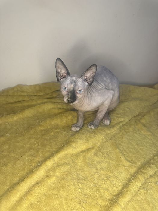 Канадски сфинкс котенца женски