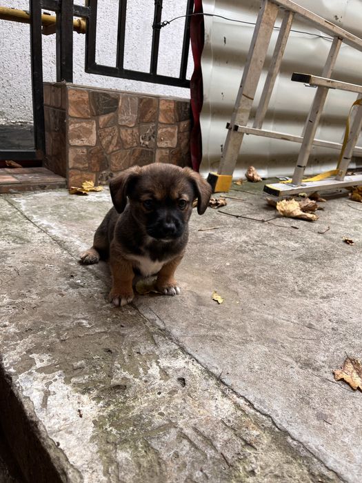 Ofer catei spre donatie, 2 luni, masculi, Ovidiu Constanta