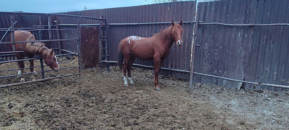 Продам 2 жеребца