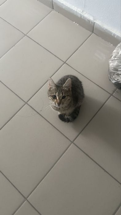 Котенок ищет дом