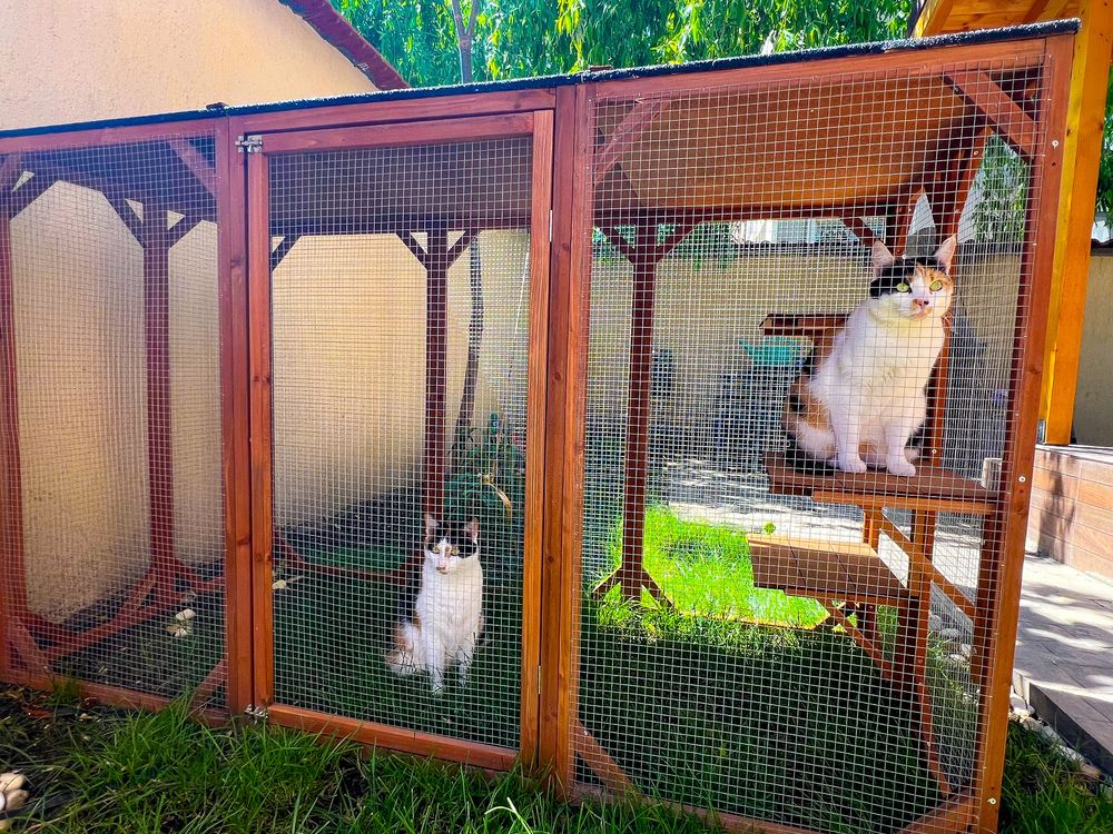 Cusca pisici caine - animale talie medie