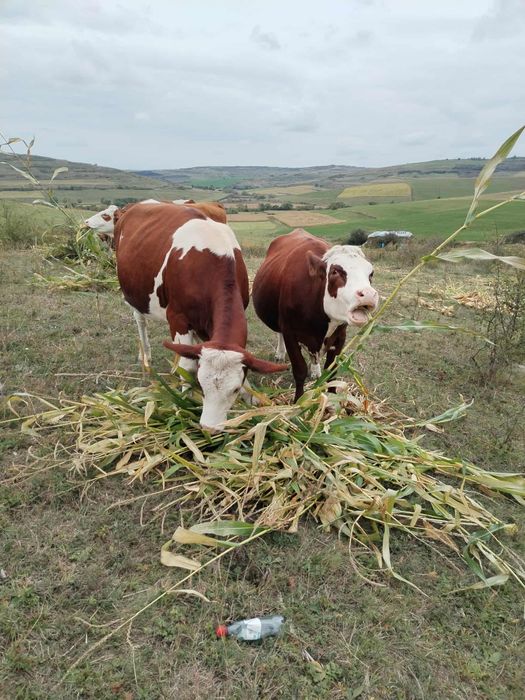 5 juninci gestante de vânzare com Borșa jud Cluj