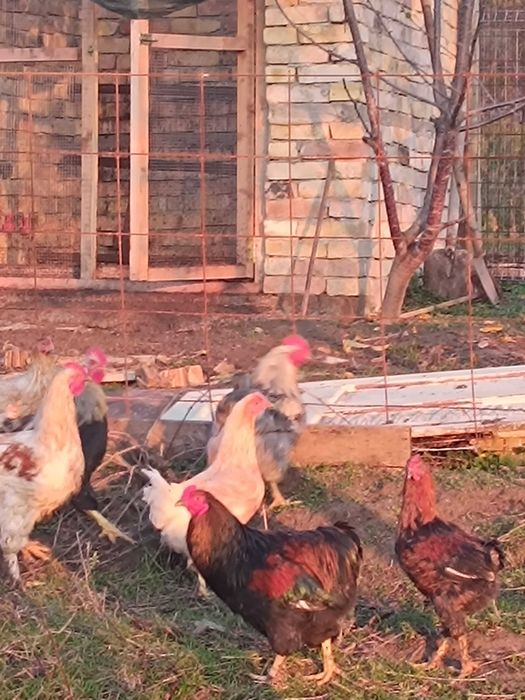 Млади петли на по 5 м