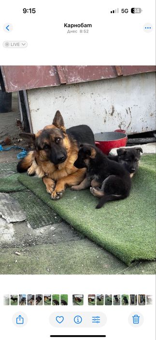 Продават се немски овчарки