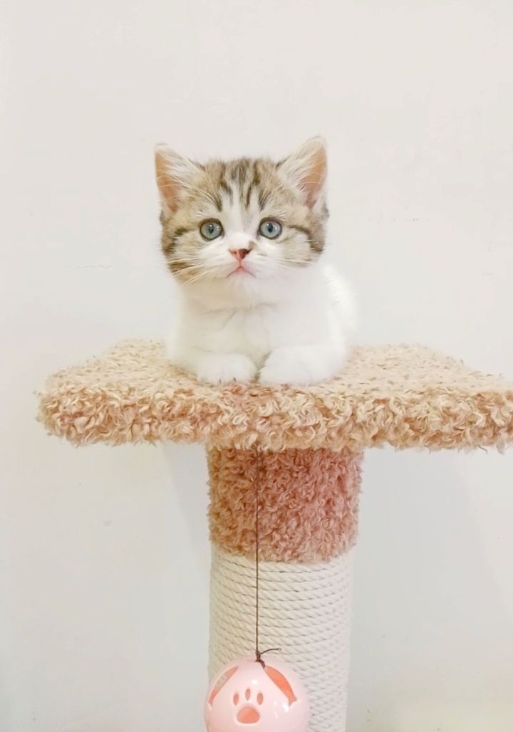 Чистокровные котята в любимцы