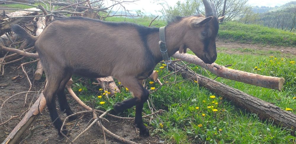 Vand țapisor alpin francez