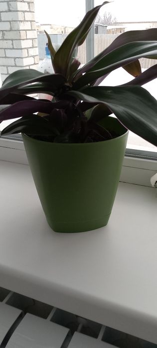 Комнатные растения