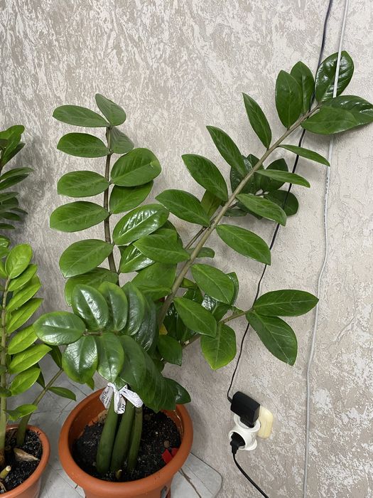 Продам долларовое дерево(Замиокулькас )большой цветок