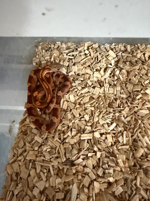CornSnake Hybrid & BloodRed
