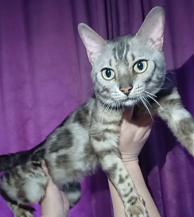 Бенгальский серебряный кот на вязку