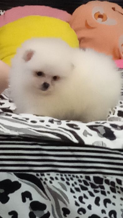 Pomeranian mini spitz