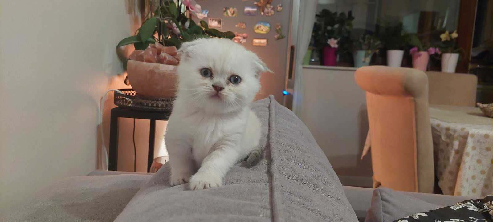 Клепоухо британско коте