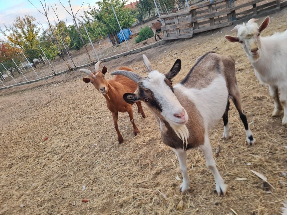 Vând capre gestante