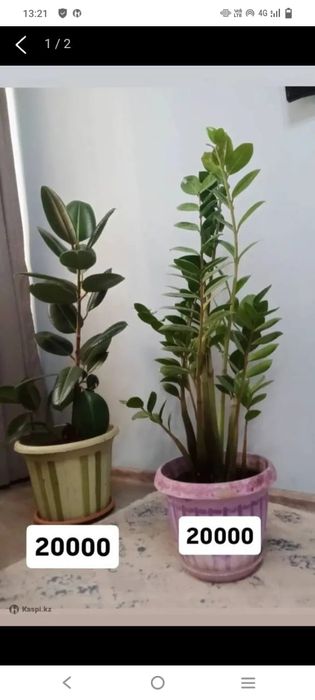 Напольные цветы Фикус и Замиокулькас