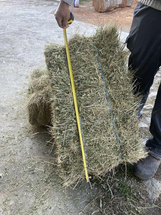 Vand baloti fan calitate superioara