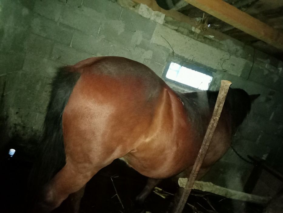 Buna ziua cal de vânzare