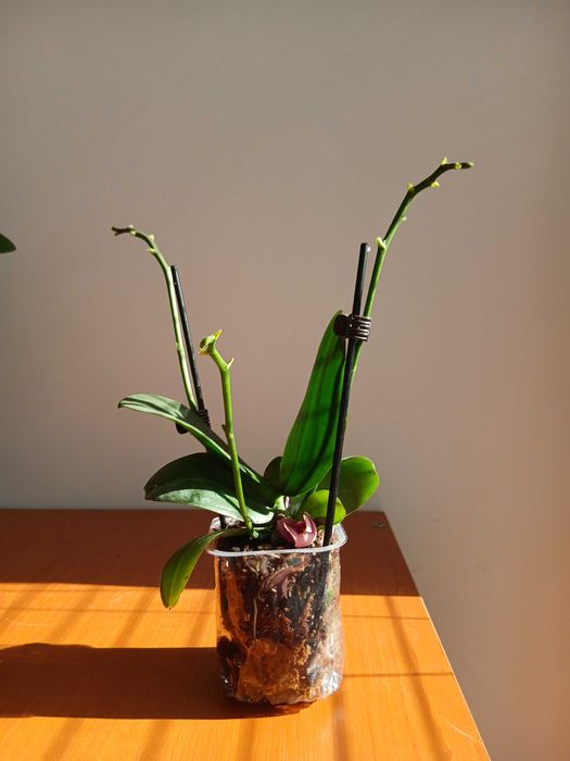 mini orhidee 3 tulpini 18 cm inaltime