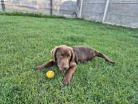 Se vinde pui ( femela ) Labrador Retriever Pedigree Tip A