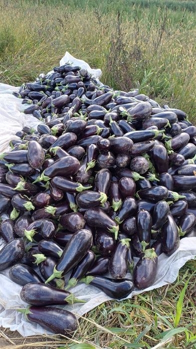 Vinete de vânzare