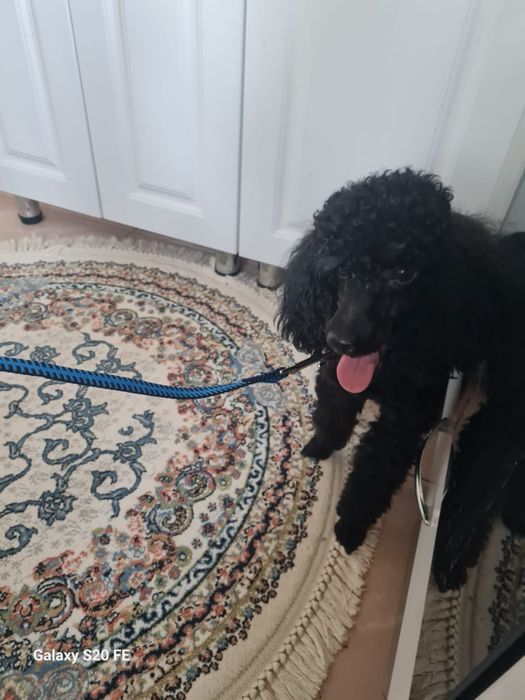 ПРОПАЛ пудел! Вознаграждение!