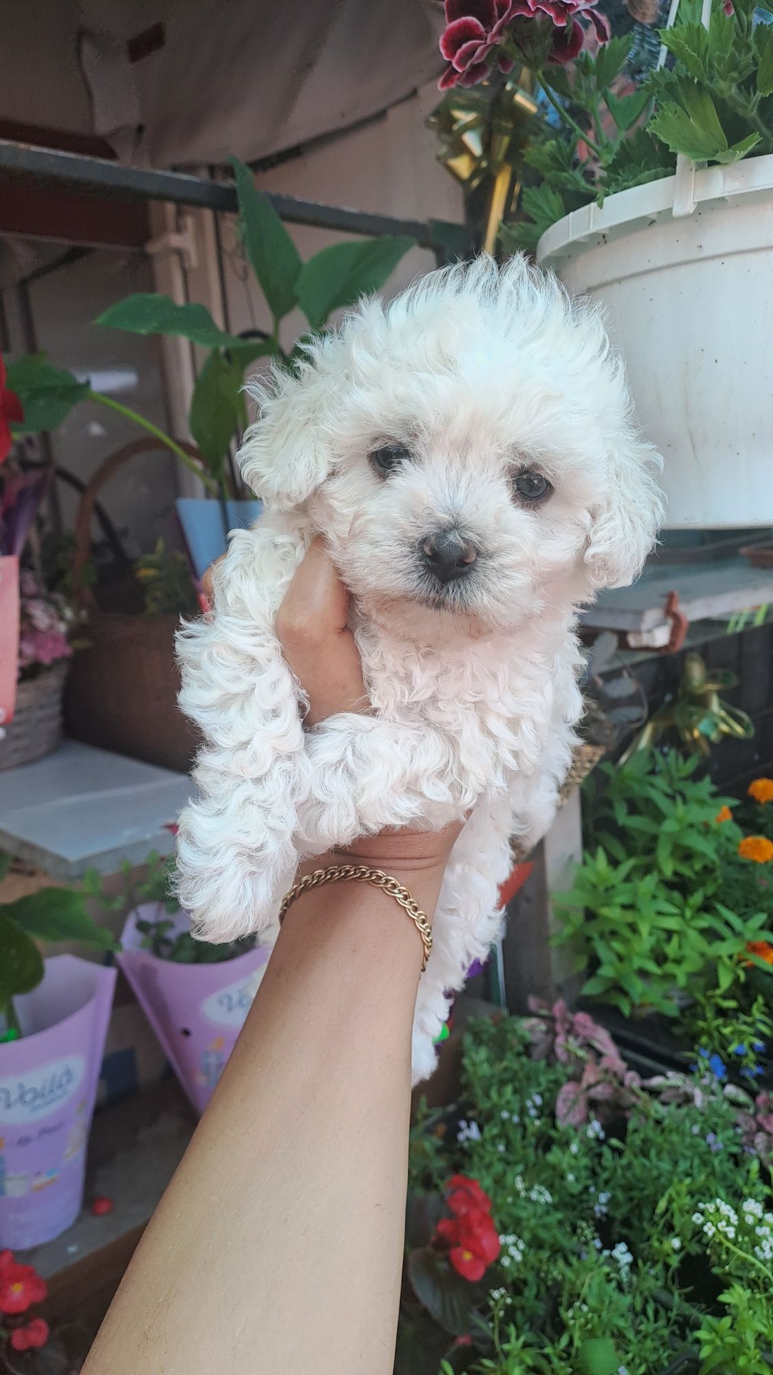 Bichon frise/bolognese nu lasa par,rasa pura