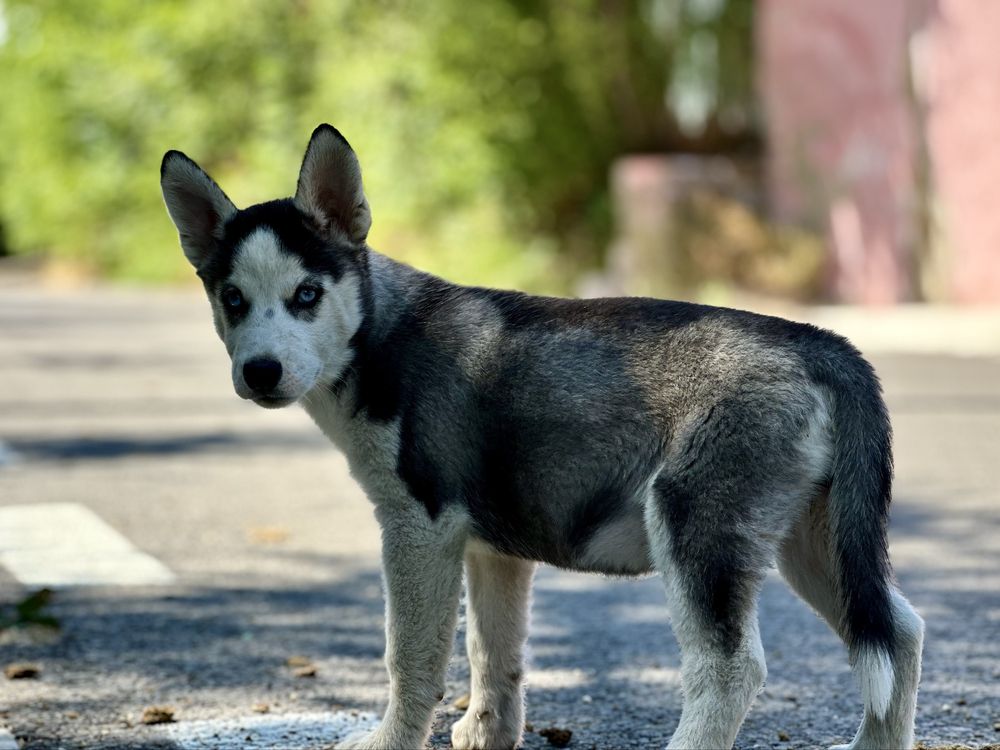 Femela husky siberian(exemplar deosebit)!
