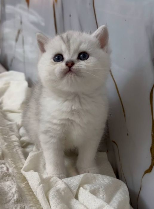 Британец мальчик серебристая шиншилла