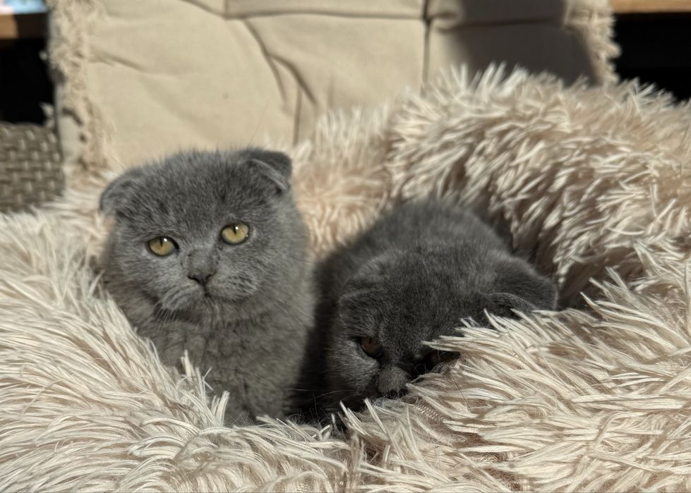 Британски  късокосмести клепоухи