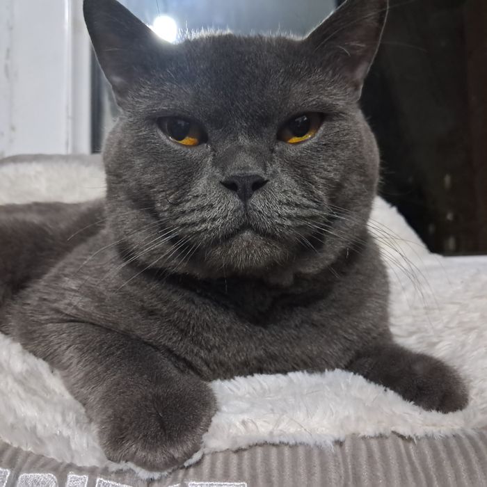 Короткошерстный-Британец, для вязки