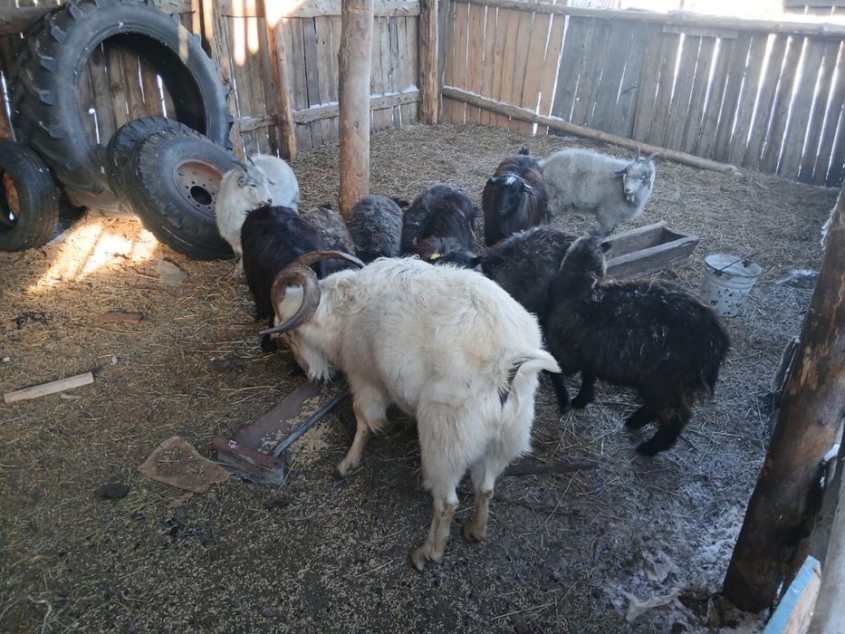 Продам коз 9 штук молодые и один козел 4 года