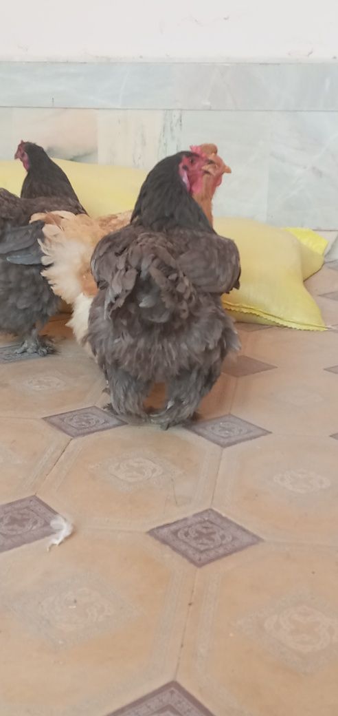 Brama mokiyonlar sotiladi