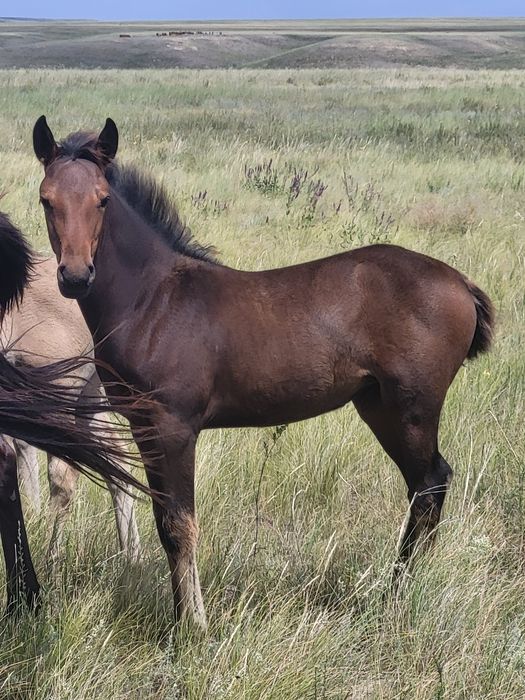 Ұрғашы жабағы сатылады!!